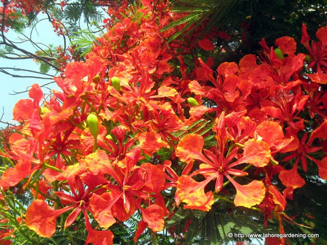 Amaltas Seeds (Cassia Fistula — The Golden Shower Tree)